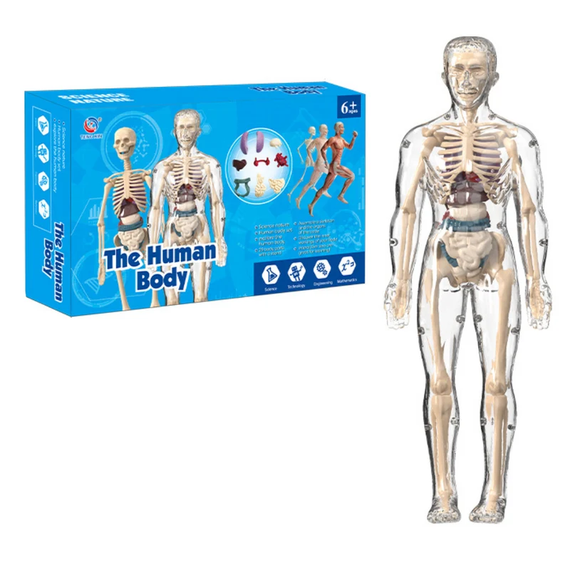 Human Anatomy – Lära sig & upptäcka – Modellkit av människokroppen