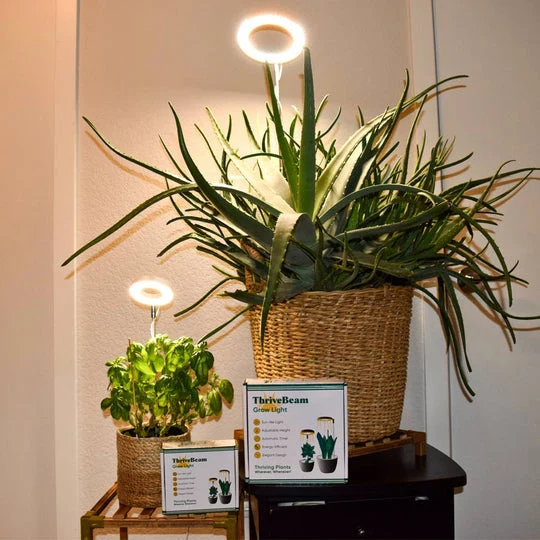 Pflanzenlicht für das Zuhause – Beleuchtung für Indoor-Pflanzen