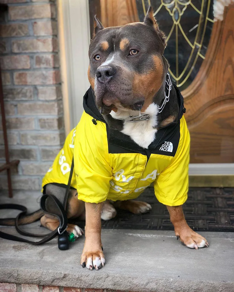 Vandafvisende jakke til hunde | Let vindjakke til bulldogs, chihuahuaer m.m.
